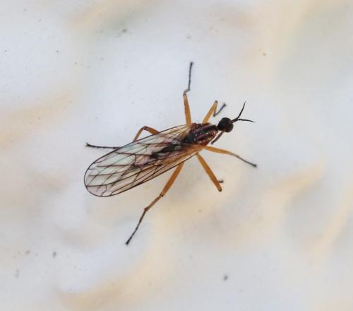 Réf. 227 556 : Empis trigramma